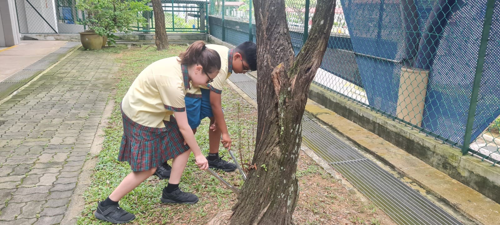 Two school children in uniform bend over to examine the base of a tree trunk outdoors near a chain-link fence.